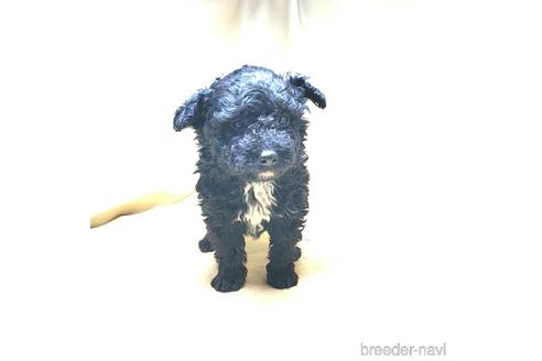 成約済の茨城県のミックス犬-163524の35枚目