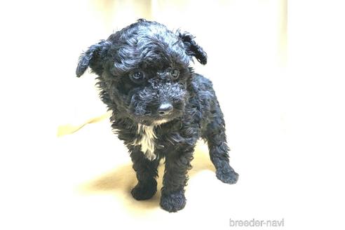 成約済の茨城県のミックス犬-163524の33枚目