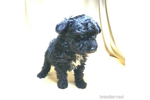 成約済の茨城県のミックス犬-163524の32枚目