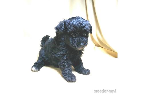 成約済の茨城県のミックス犬-163525の35枚目