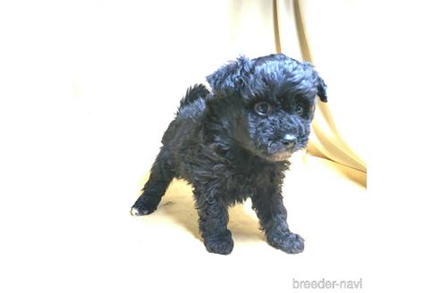 成約済の茨城県のミックス犬-163525の33枚目