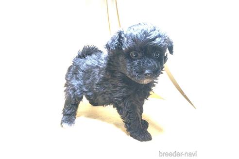 成約済の茨城県のミックス犬-163525の32枚目