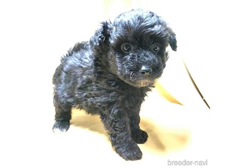 成約済の茨城県のミックス犬-163525の31枚目