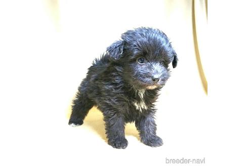 成約済の茨城県のミックス犬-163523の1枚目