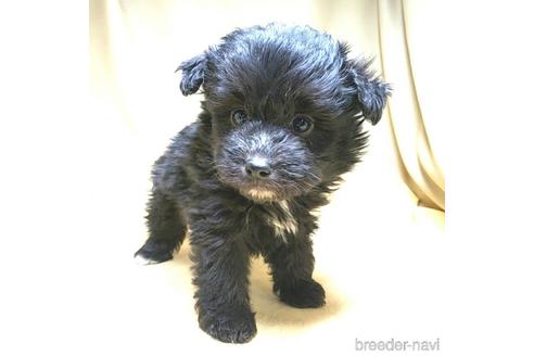 成約済の茨城県のミックス犬-163523の4枚目