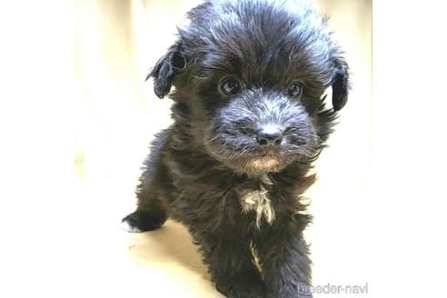 成約済の茨城県のミックス犬-163523の3枚目