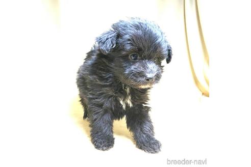 成約済の茨城県のミックス犬-163523の2枚目