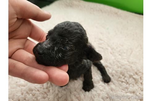 成約済の茨城県のタイニープードル-166376の5枚目