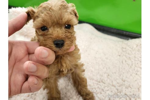 成約済の茨城県のトイプードル-166383の4枚目