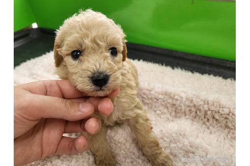 成約済の茨城県のトイプードル-166389の3枚目