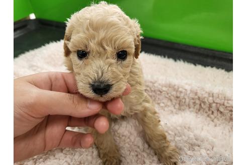 成約済の茨城県のトイプードル-166389の1枚目