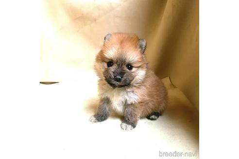 成約済の茨城県のポメラニアン-165433の5枚目
