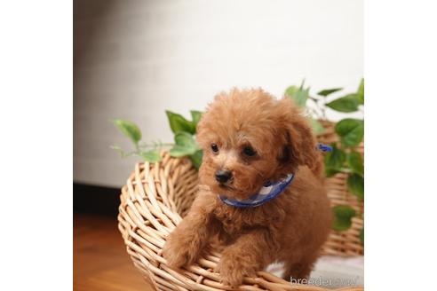 成約済の愛媛県のティーカッププードル-166411