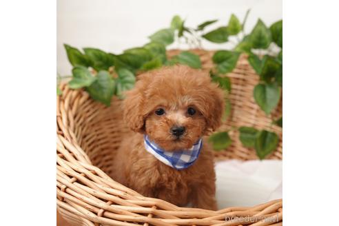 成約済の愛媛県のティーカッププードル-166411の3枚目