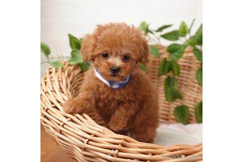 成約済の愛媛県のティーカッププードル-166411の4枚目