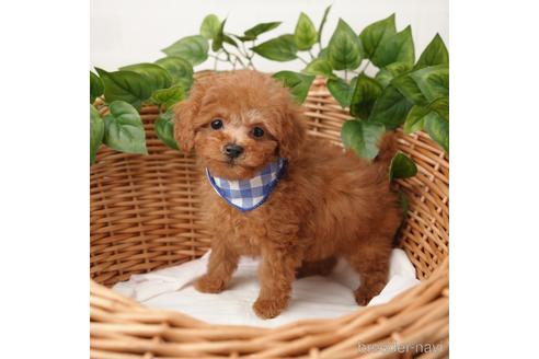 成約済の愛媛県のティーカッププードル-166411の2枚目