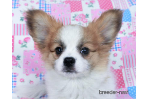 成約済の千葉県のパピヨン-161242の8枚目