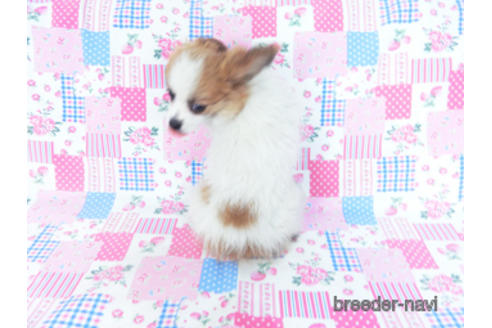 成約済の千葉県のパピヨン-161242の7枚目