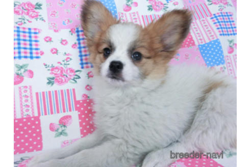 成約済の千葉県のパピヨン-161242の6枚目