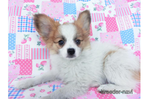 成約済の千葉県のパピヨン-161242の5枚目