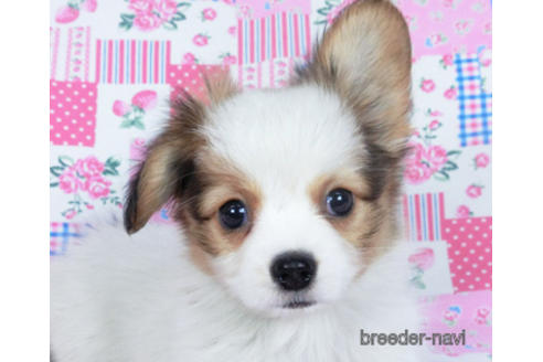 成約済の千葉県のパピヨン-162721の12枚目