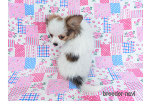 成約済の千葉県のパピヨン-162721の11枚目