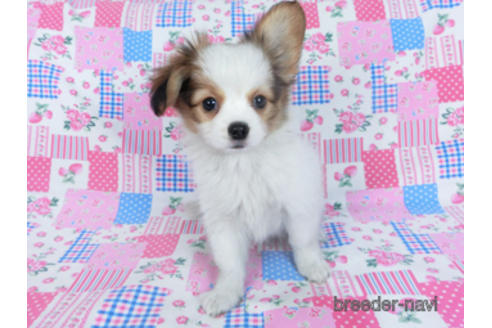 成約済の千葉県のパピヨン-162721の10枚目