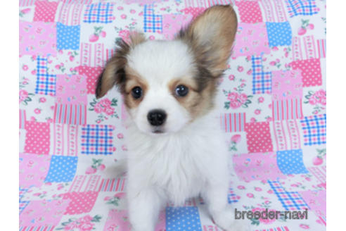 成約済の千葉県のパピヨン-162721の9枚目