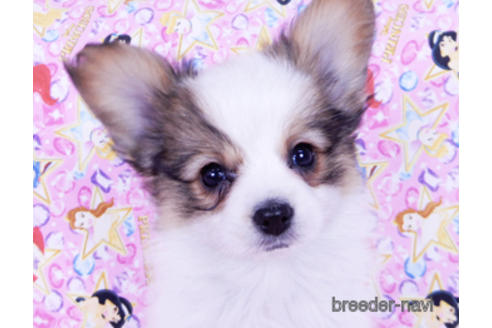 成約済の千葉県のパピヨン-162727