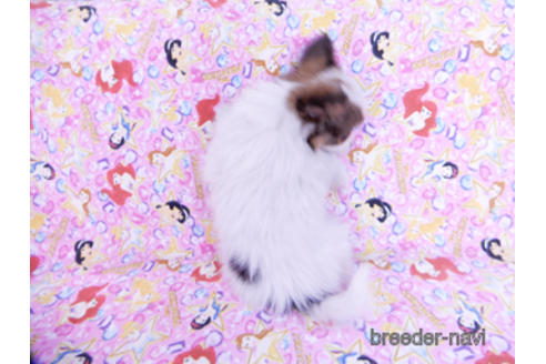 成約済の千葉県のパピヨン-162727の4枚目