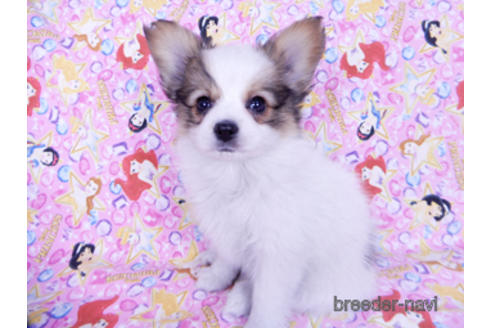 成約済の千葉県のパピヨン-162727の3枚目