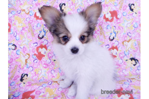 成約済の千葉県のパピヨン-162727の2枚目