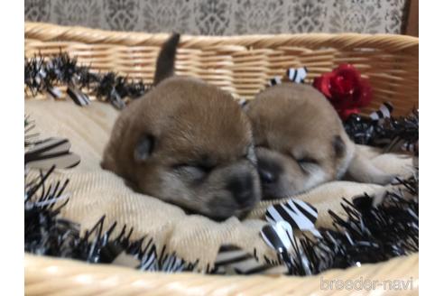 成約済の千葉県の柴犬-166414の5枚目