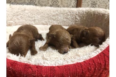 成約済の千葉県のトイプードル-166416の4枚目