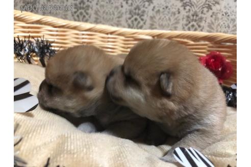 成約済の千葉県の柴犬-166417の7枚目