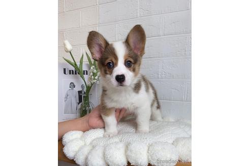 成約済の愛媛県のウェルシュコーギーペンブローク-161828
