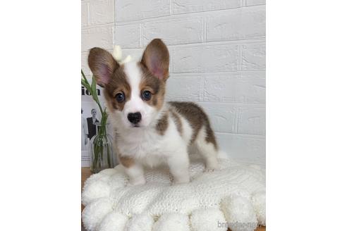 成約済の愛媛県のウェルシュコーギーペンブローク-161828の2枚目