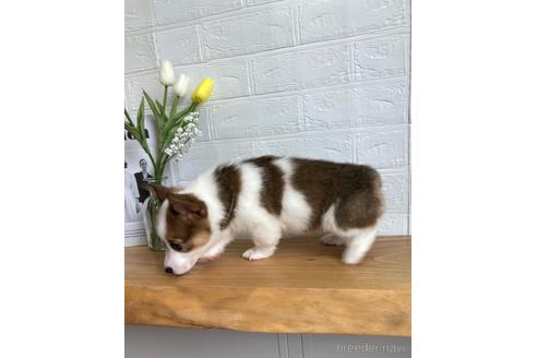 成約済の愛媛県のウェルシュコーギーペンブローク-161828の4枚目