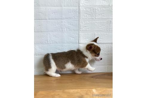 成約済の愛媛県のウェルシュコーギーペンブローク-161828の5枚目