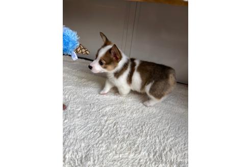 成約済の愛媛県のウェルシュコーギーペンブローク-161828の6枚目