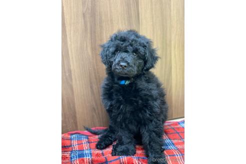 成約済の東京都のその他の犬種-160723の37枚目