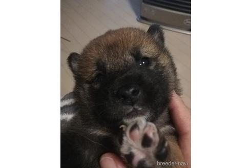 成約済の千葉県の柴犬-166421の1枚目