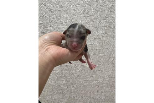 成約済の山梨県のオーストラリアンシェパード-166441の1枚目