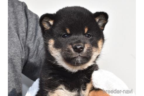 成約済の愛知県の柴犬-162398の1枚目