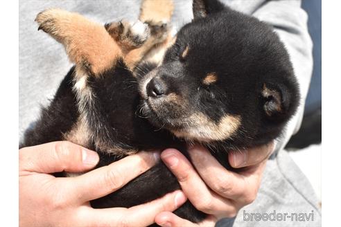 成約済の愛知県の柴犬-162398の2枚目