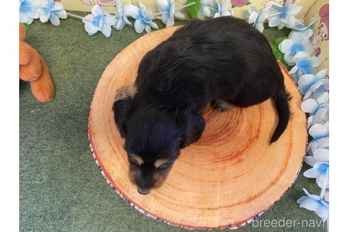 成約済の栃木県のミニチュアダックスフンド(ロングヘアード)-166473の7枚目