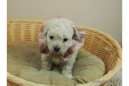 成約済の埼玉県のタイニープードル-166492の3枚目