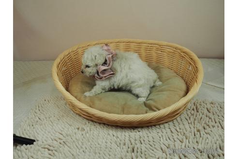 成約済の埼玉県のタイニープードル-166492の5枚目
