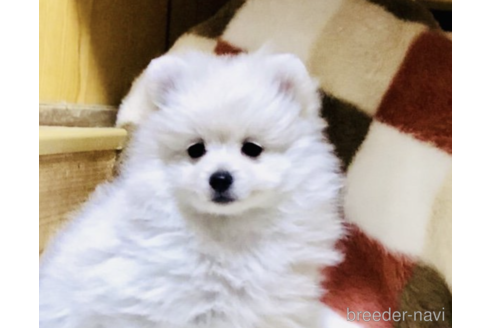 成約済の千葉県のミックス犬-166491の2枚目