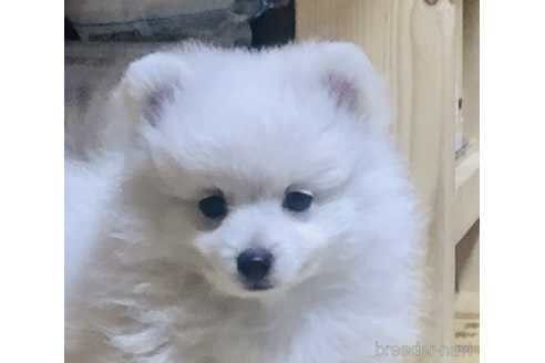 成約済の千葉県のミックス犬-166491の3枚目